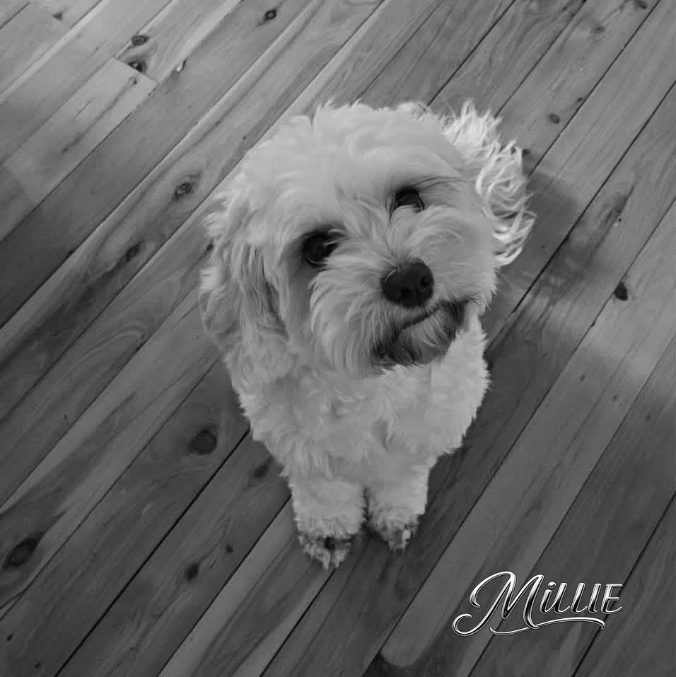 Personalised pet portraits Australia and USA custom framed artwork of your pets