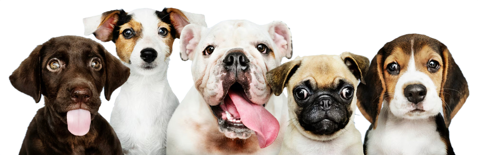 Five puppies of different breeds standing together on a white background